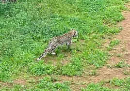 Los leopardos persas han sido ubicados en las instalaciones donde antes estaban los jaguares.