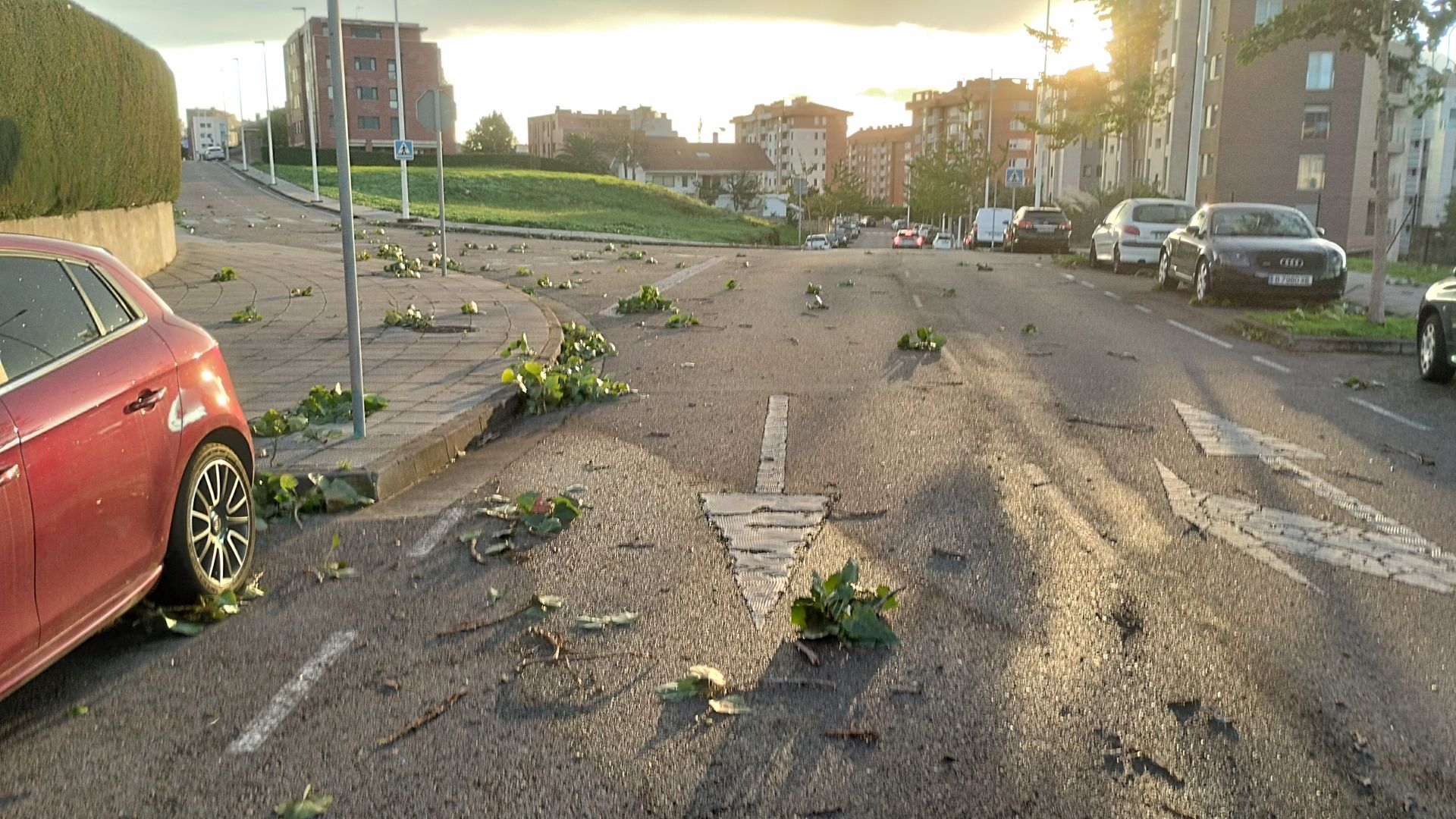 La carretera, cubierta de hojas y ramas, a primera hora en la calle Ernest Lluch