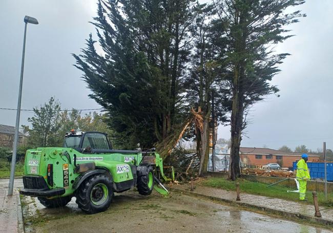 Un gran árbol se ha caído junto al cuartel de la Guardia Civil