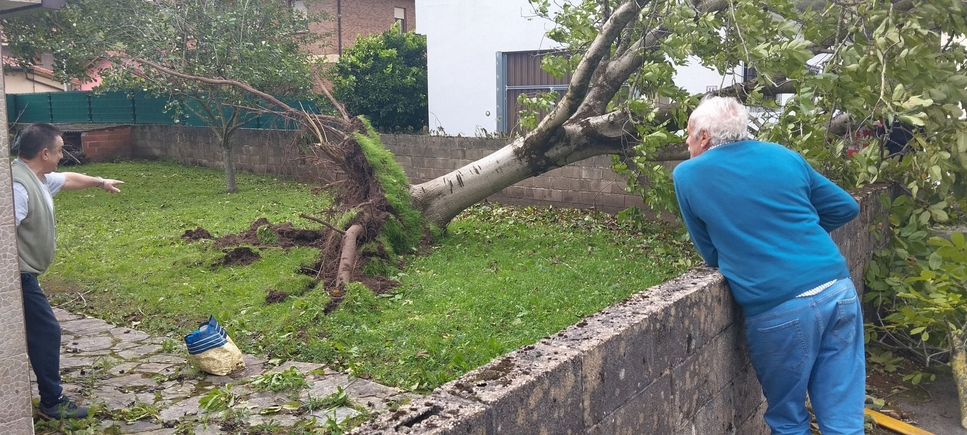 El viento arranca de raiz un árbol en Los Corrales