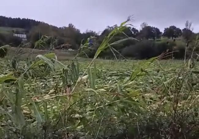 Imagen de una plantación de maíz, en Anero, tras el paso de 'Kirk'.