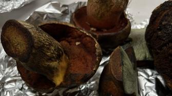 &#039;Boletus erythropus&#039; rojizo