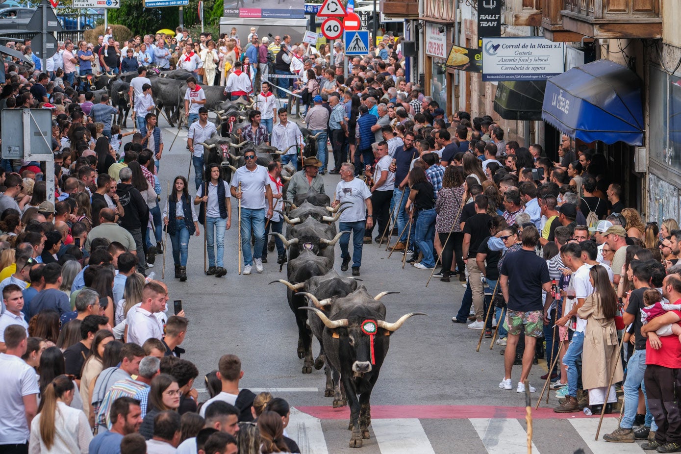 Los ganaderos y sus animales recorren las calles del centro de Cabezón.