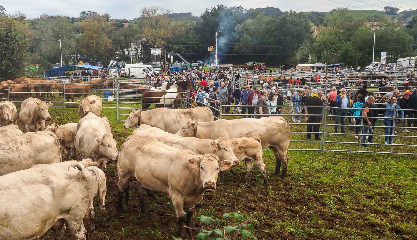 Vacas en uno de los recintos del ferial.