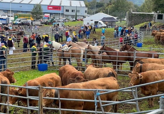 Las vacas pastan en los recintos cercados de la feria con amplia asistencia de público.