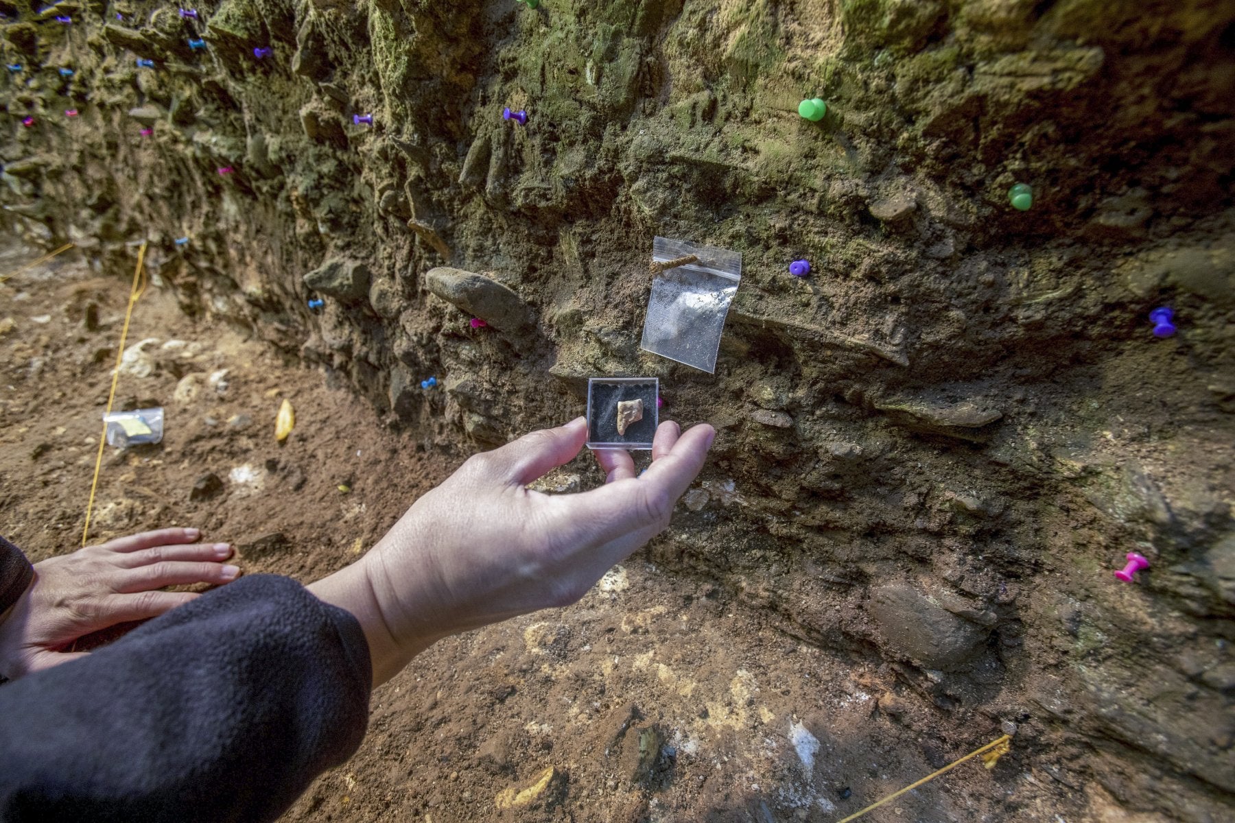 Muestra la muela de neandertal en el yacimiento de la Cueva del Castillo.