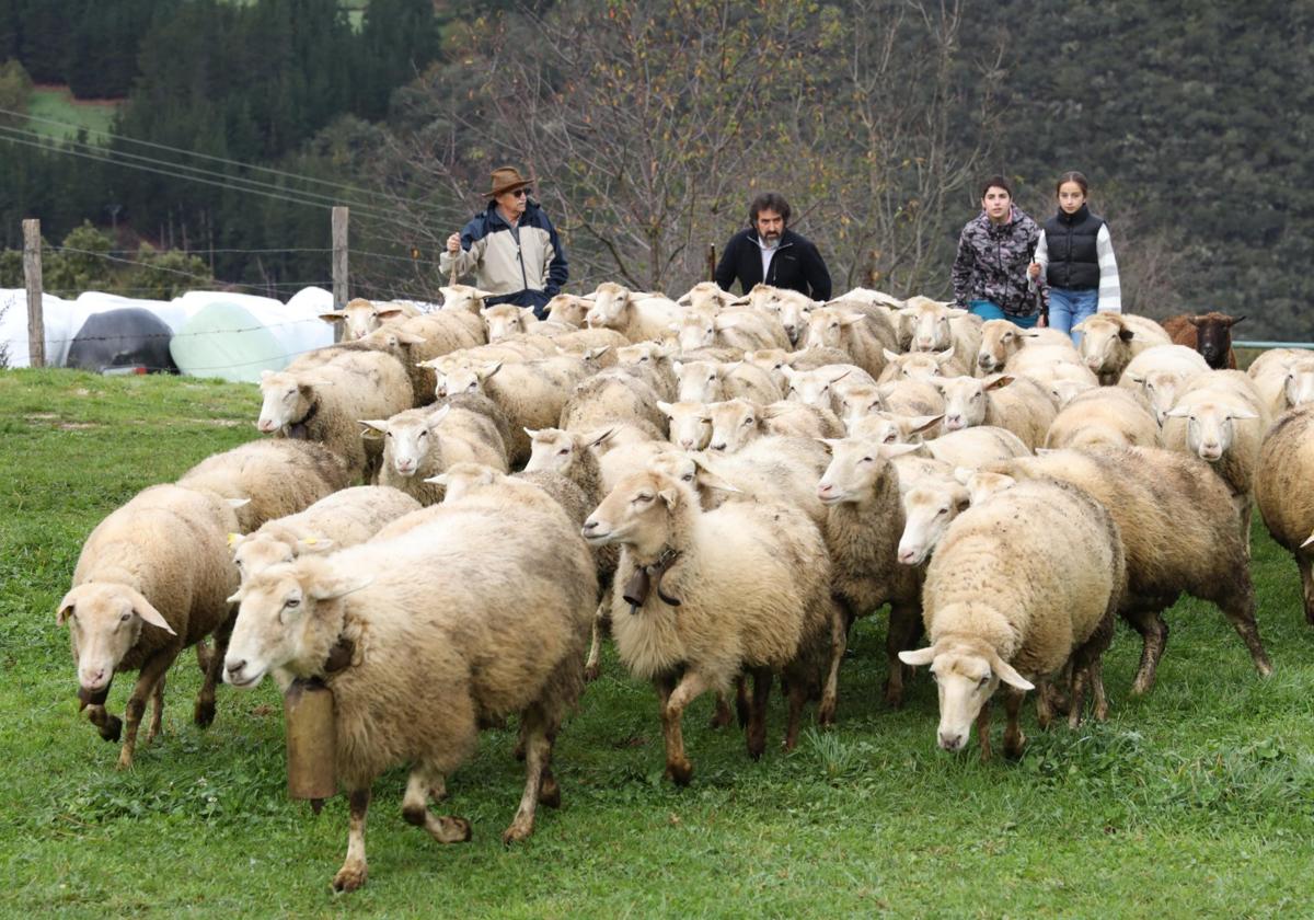 Los ganaderos conducen un rebaño de ovejas a la feria.