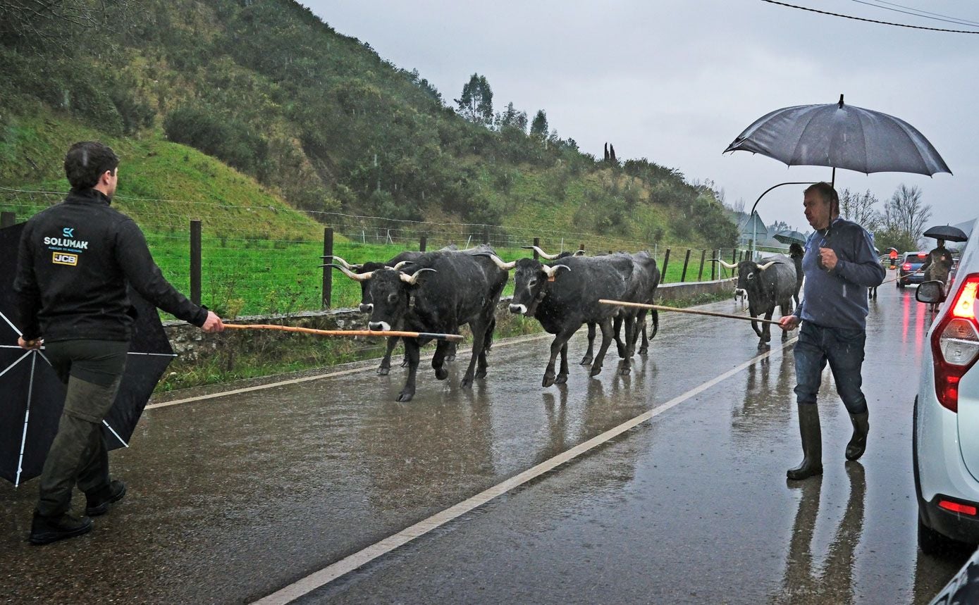 Los ganaderos dirigen a los animales hacia el terreno de exhibición con la carretera mojada y bajo la lluvia.