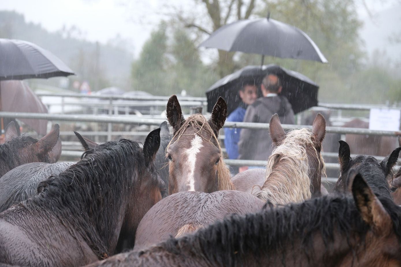 Los caballos se mojan con la lluvia que no ha dejado de caer en toda la mañana.