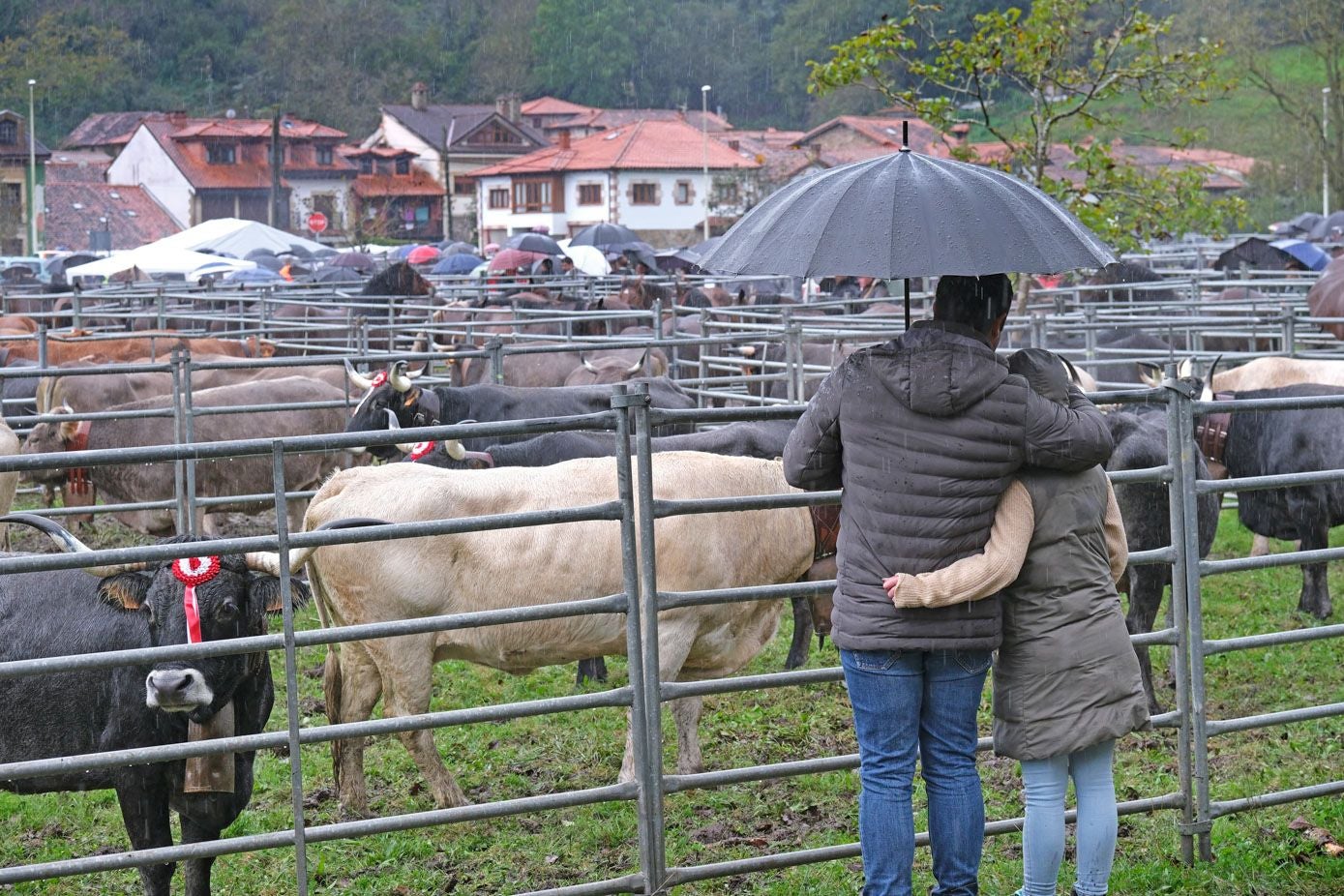 Una pareja observa a un grupo de tudancas en la feria de Ruente.