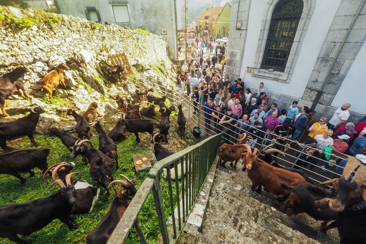 El ganado caprino tomó las inmediaciones de la Iglesia de San Pelayo de Arredondo.