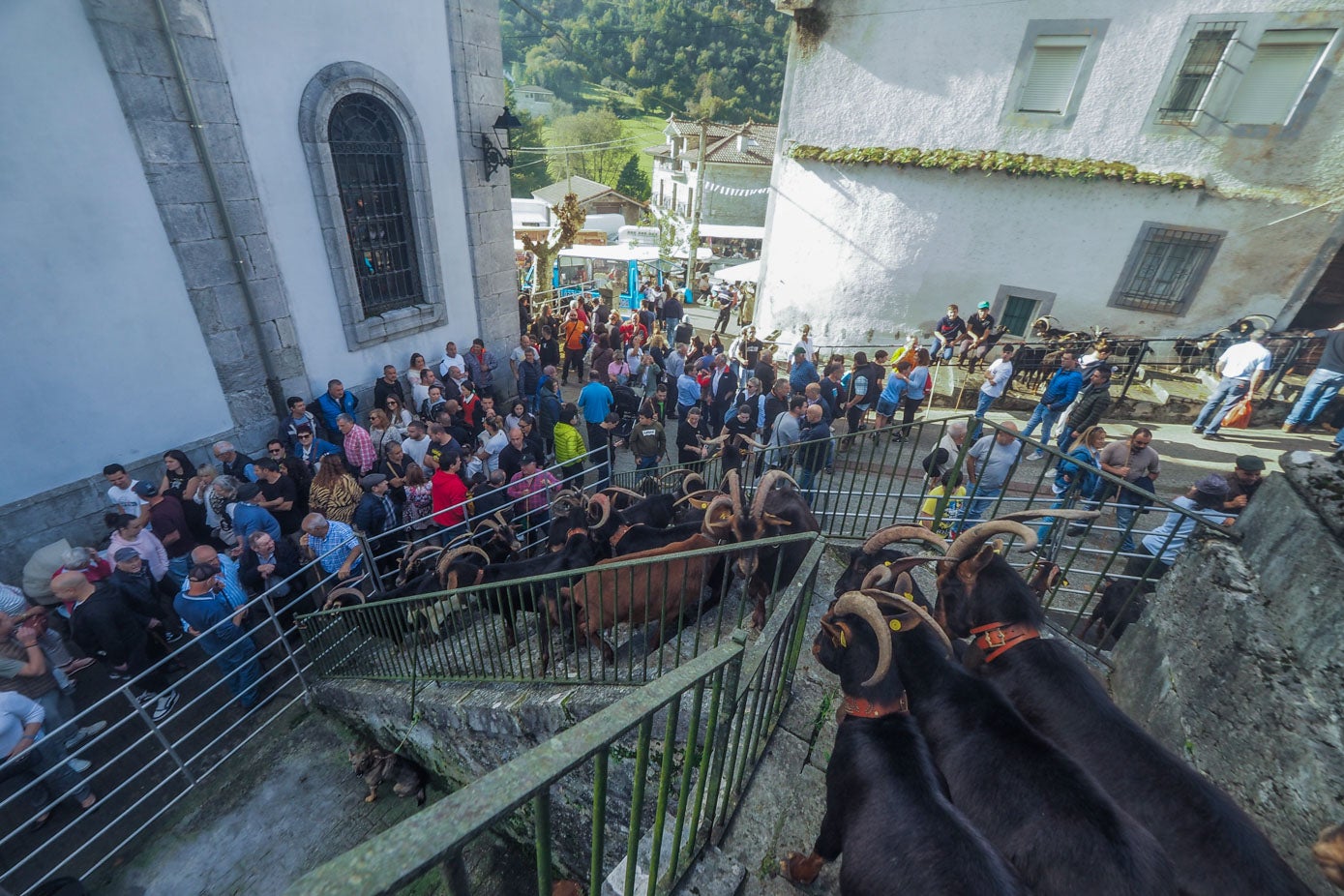 Las cabras fueron protagonistas en la jornada.