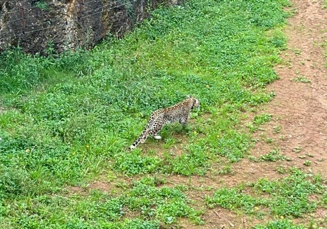 El leopardo persa que fue abatido.