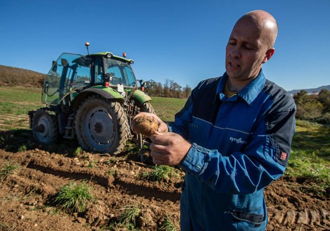 Juan Bautista Ruiz enseña una de las patatas cultivadas.