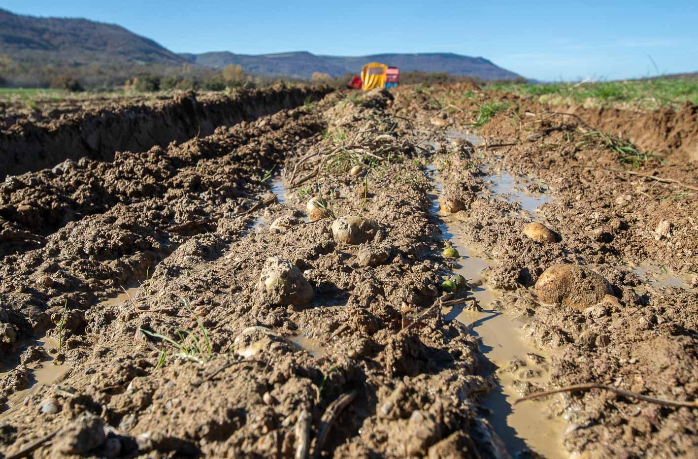 Las abundantes lluvias de estos meses han dejado esta estampa en los cultivos.