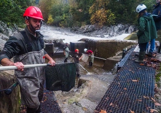 Agentes del Medio Natural trabajan estos días en la presa del Pas de Puente Viesgo contabilizando y capturando salmones.