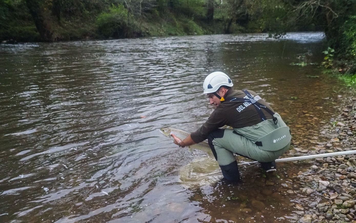 Un agente del Medio Natural saca un ejemplar de la salmonera.