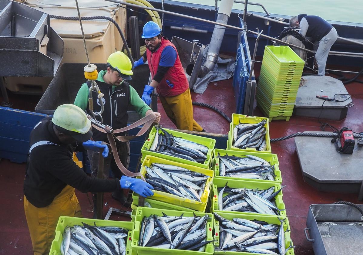 Un grupo de pescadores descarga verdel en la última costera.