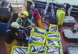 Un grupo de pescadores descarga verdel en la última costera.