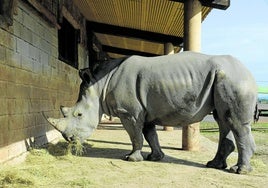 Tamika, la última incorporación a la familia de rinocerontes blancos de Cabárceno.