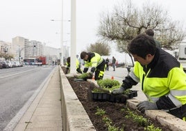 Empleados del servicio de Parques y Jardines trabajan en el entorno del Paseo de Pereda.