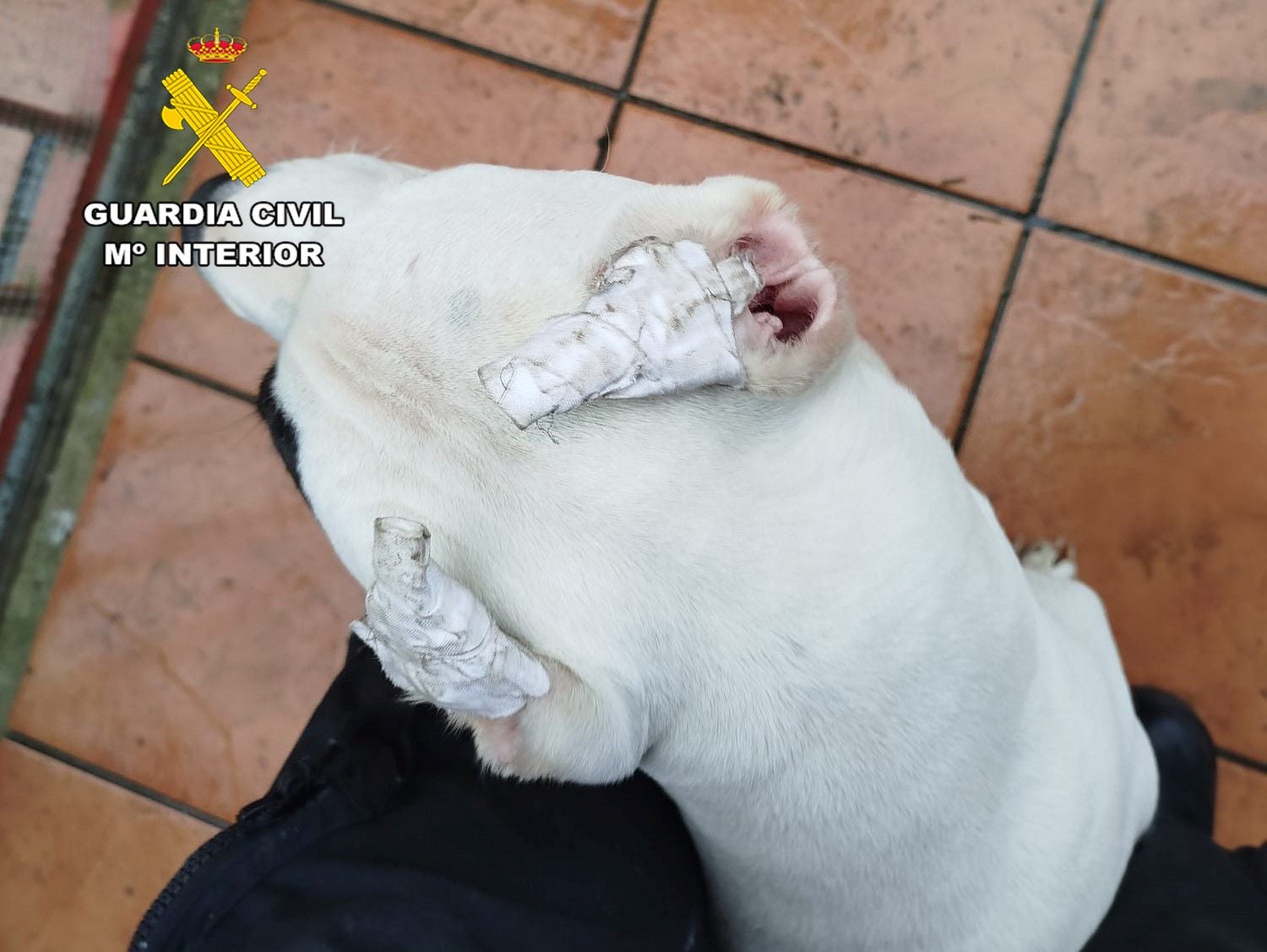 Estado en el que los agentes encontraron a un dogo argentino dentro de la casa.