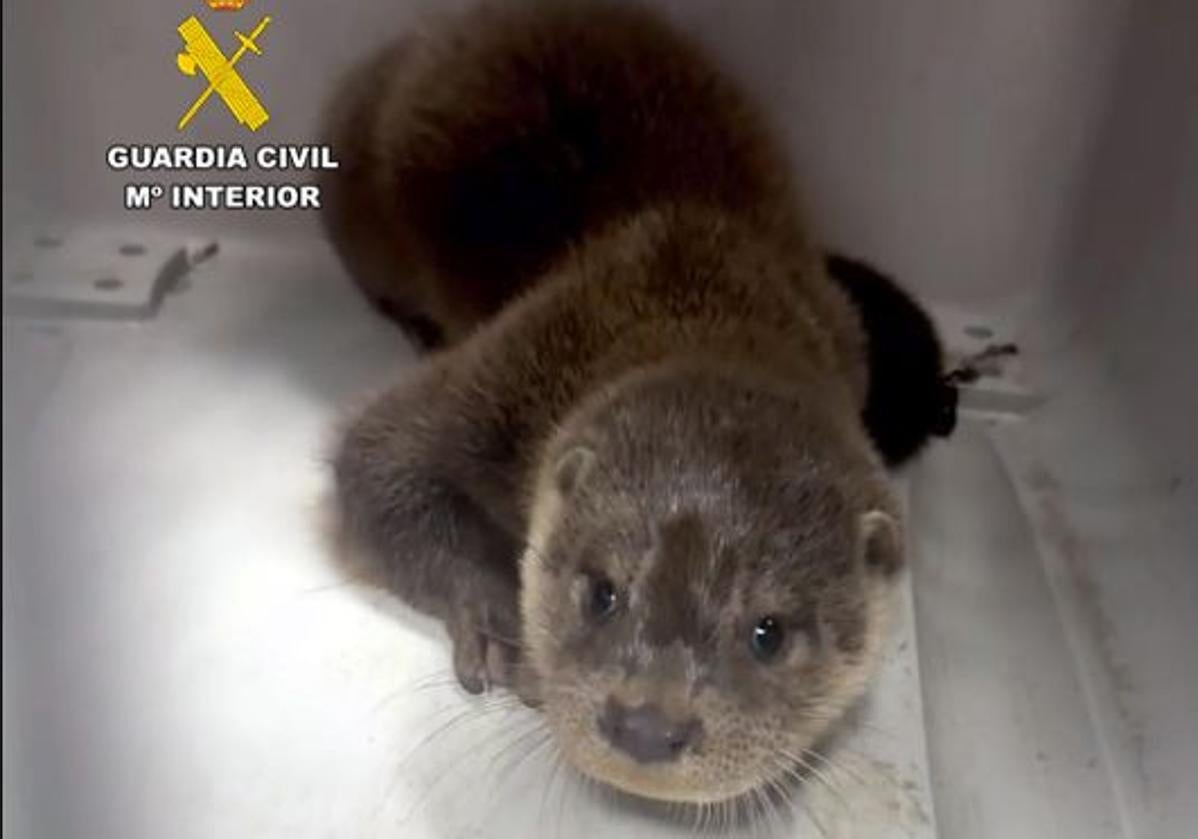 La nutria ha sido recuperada por la Guardia Civil y entregada al Servicio de Protección de la Fauna Silvestre.