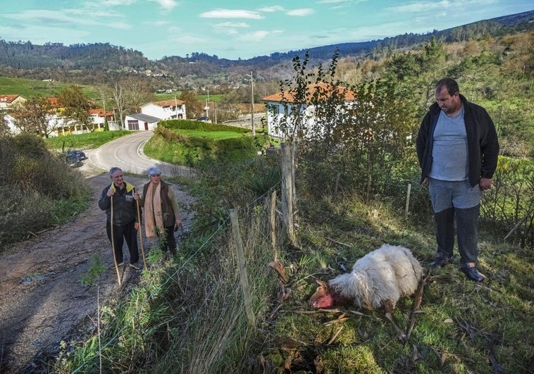 Marcos García, junto a una de sus ovejas muertas y los vecinos Benita González y Moisés Castro.