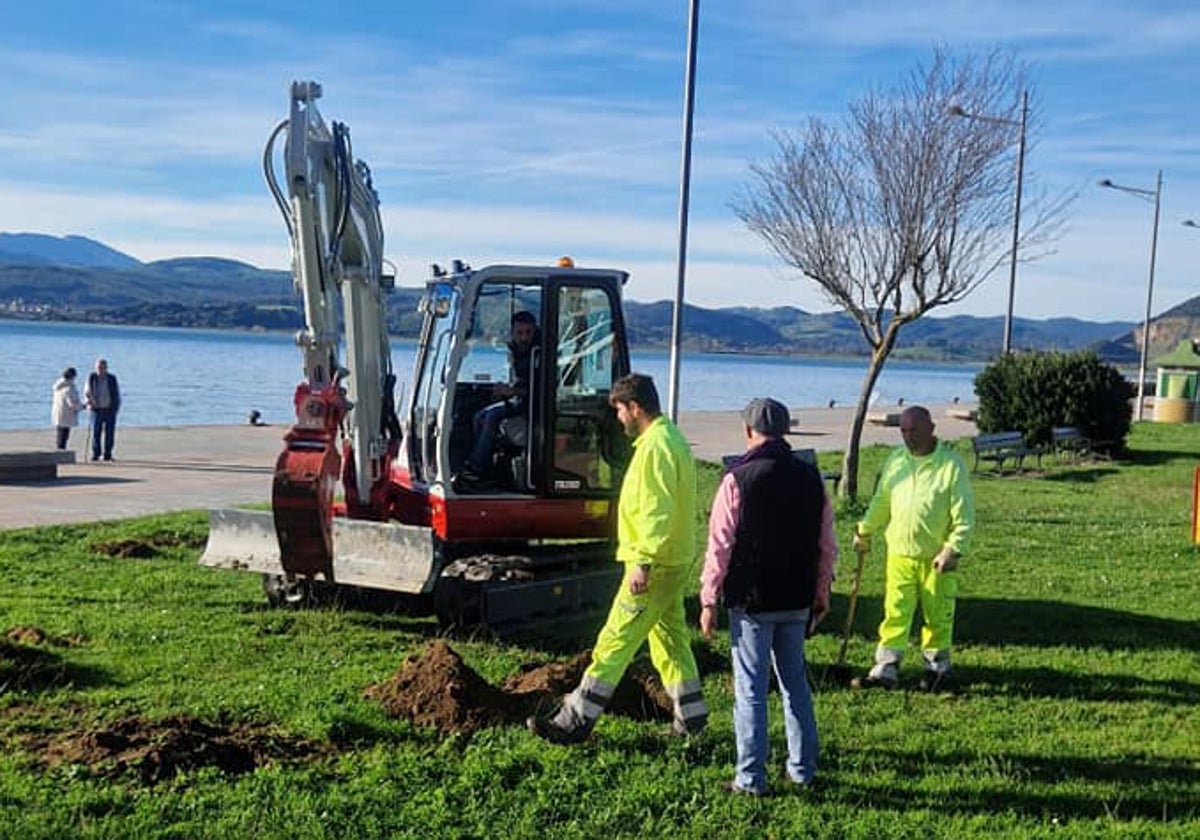 Trabajos de destoconado en el paseo marítimo de Santoña.