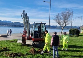 Trabajos de destoconado en el paseo marítimo de Santoña.