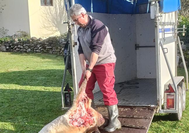 José Luis Fernández carga los restos de una oveja.