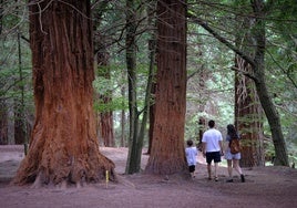 Una familia pasea por el bosque de las secuoyas, en Cabezón.