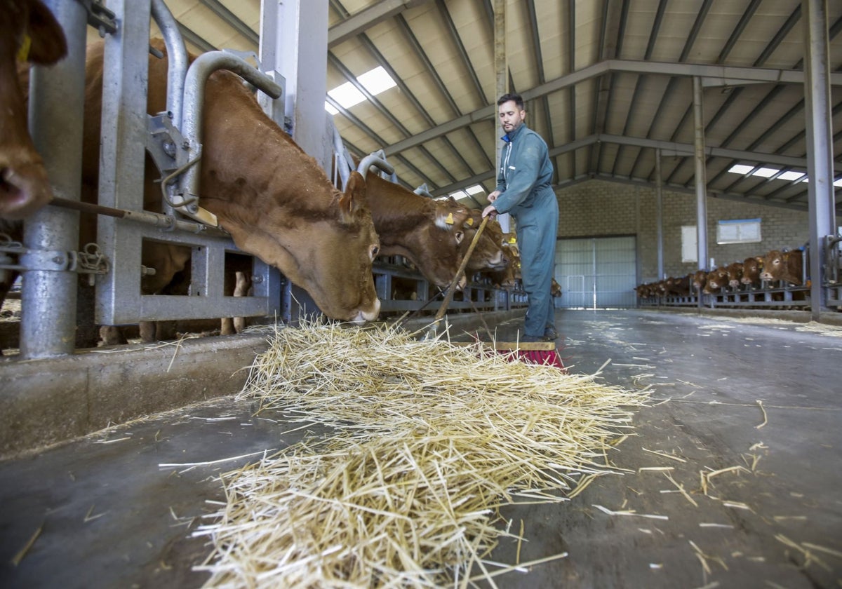 Un trabajador barre la paja, que sirve de alimento, en una instalación ganadera.