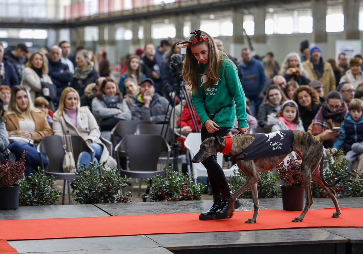 La Feria de Adopción Responsable de Torrelavega, en imágenes