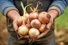 Un agricultor sostiene un lote de cebollas.