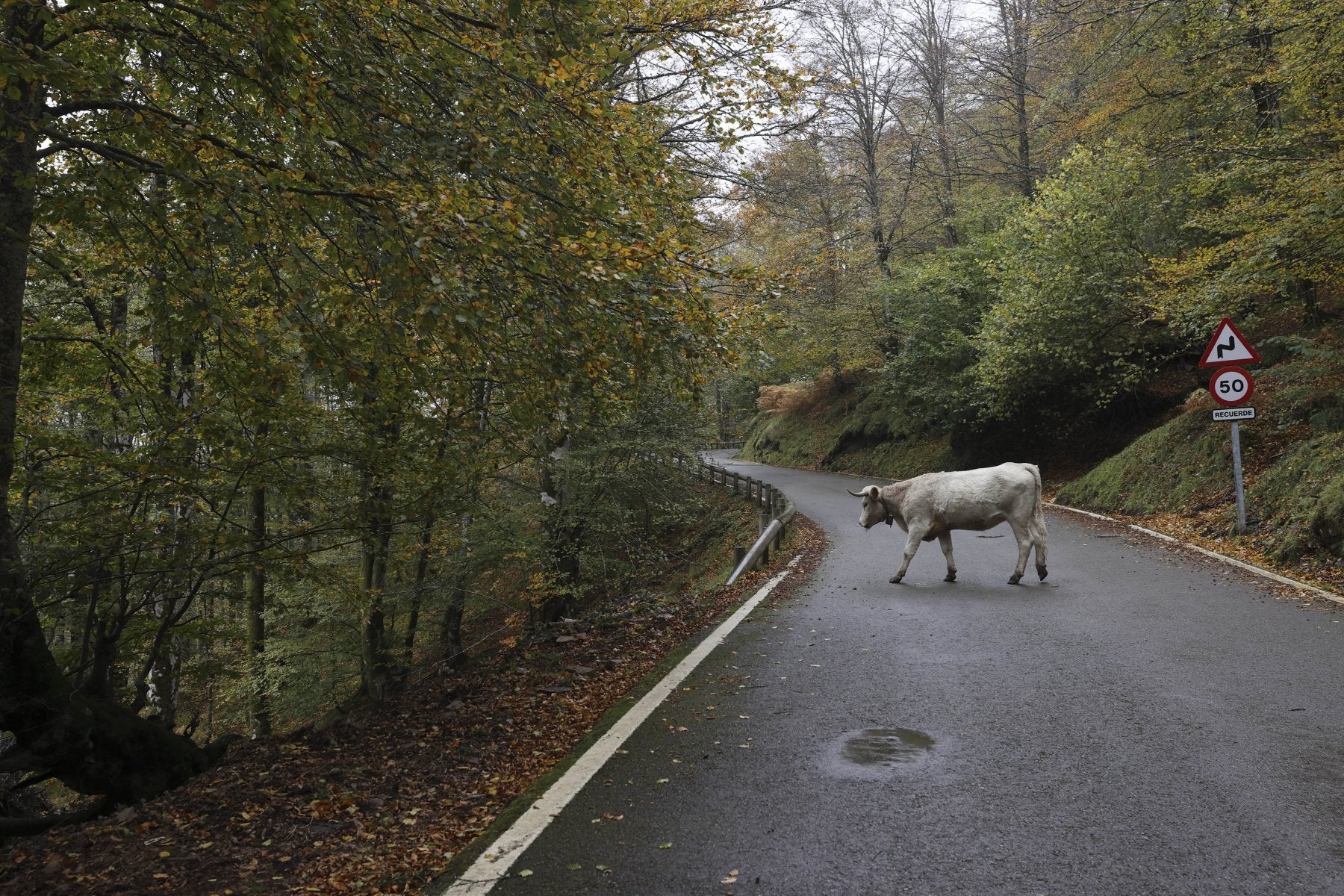 Una vaca cruza la carretera en Los Tojos.