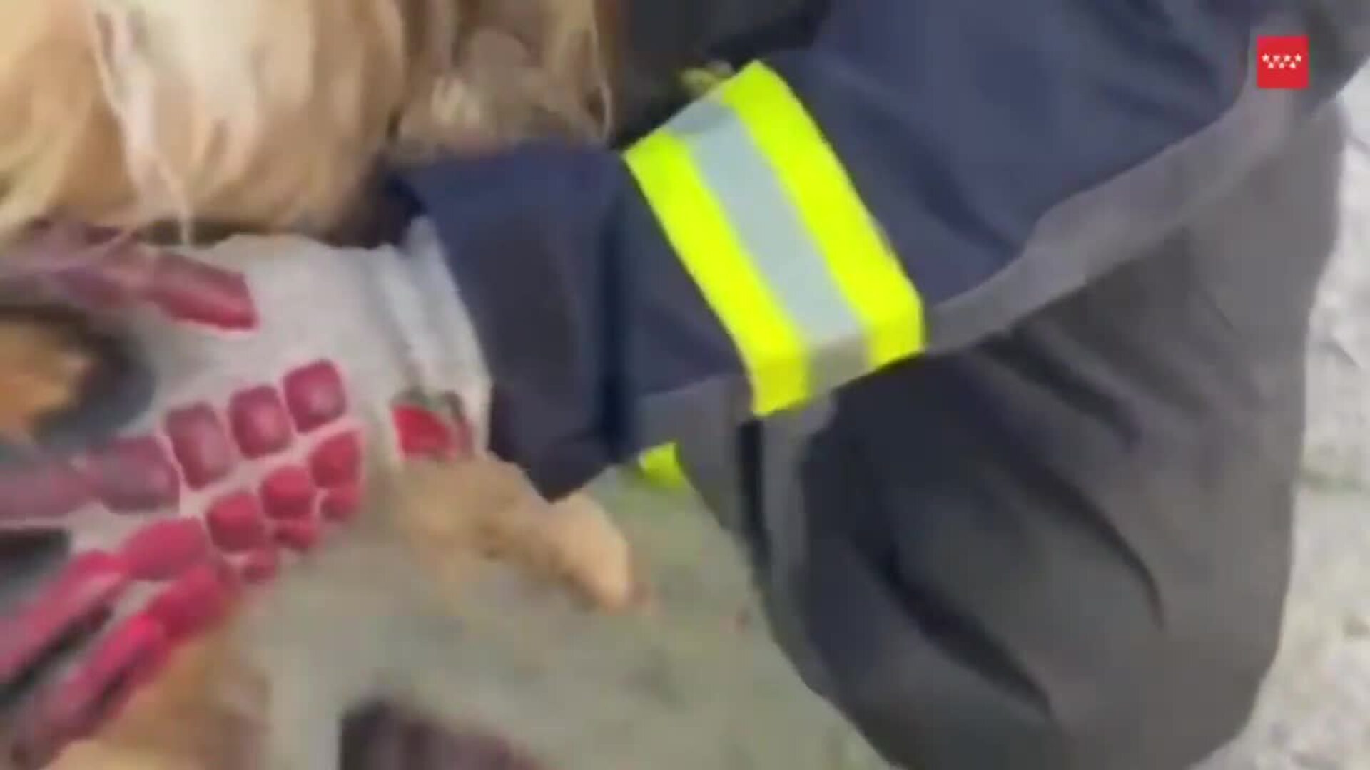 Bomberos rescatan un perro yorkshire que cayó por una alcantarilla en San Martín de Valdeiglesias