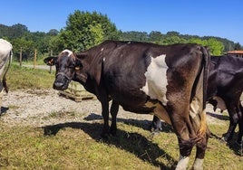 Las vacas, a día de hoy, recuperadas del estado de desnutrición en que las encontró el Seprona.