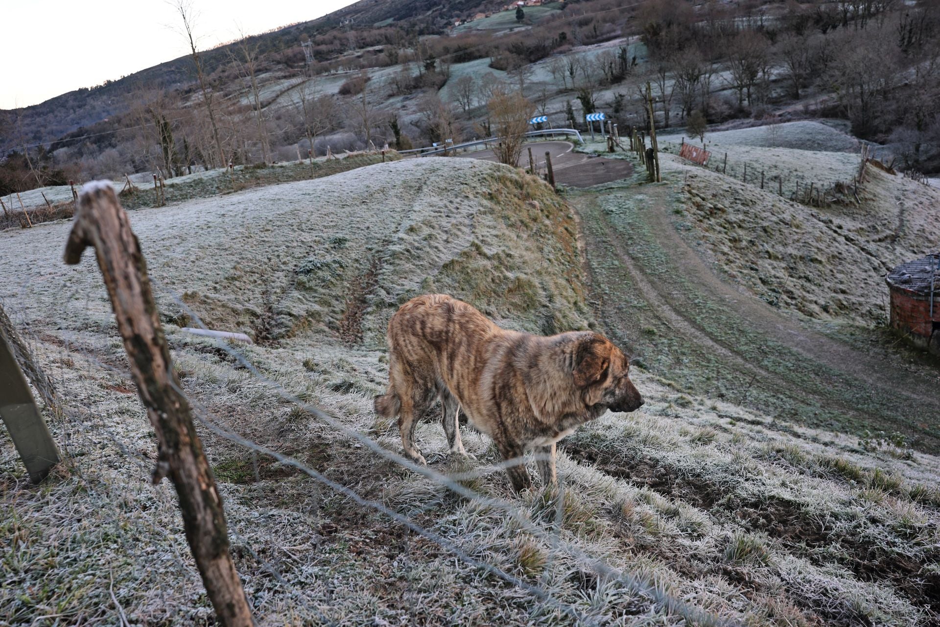 Un perro en un prado con helada por el temporal.