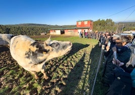 Un ejército popular para salvar las vacas