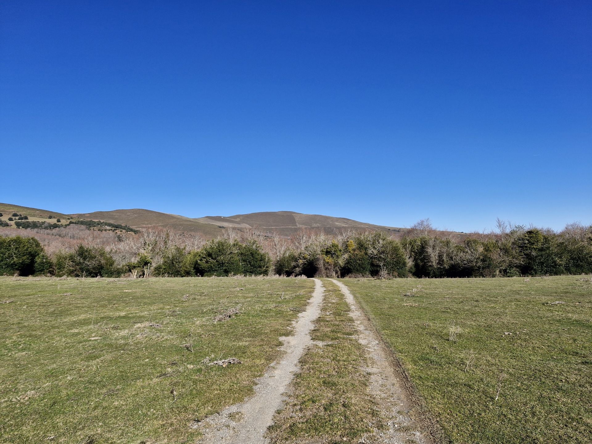 Un muro de árboles en el camino delimita la entrada al bosque.