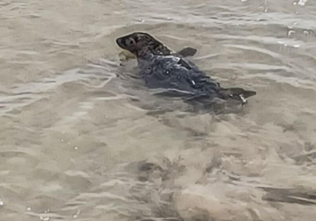 Foca liberada este viernes a la altura de la playa de la Virgen del Mar, en Santander.