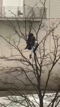 Un joven se encarama a un árbol en los Jardines de Pereda