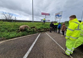 Un cerdo en la A-8 provoca retenciones a la altura de Reocín