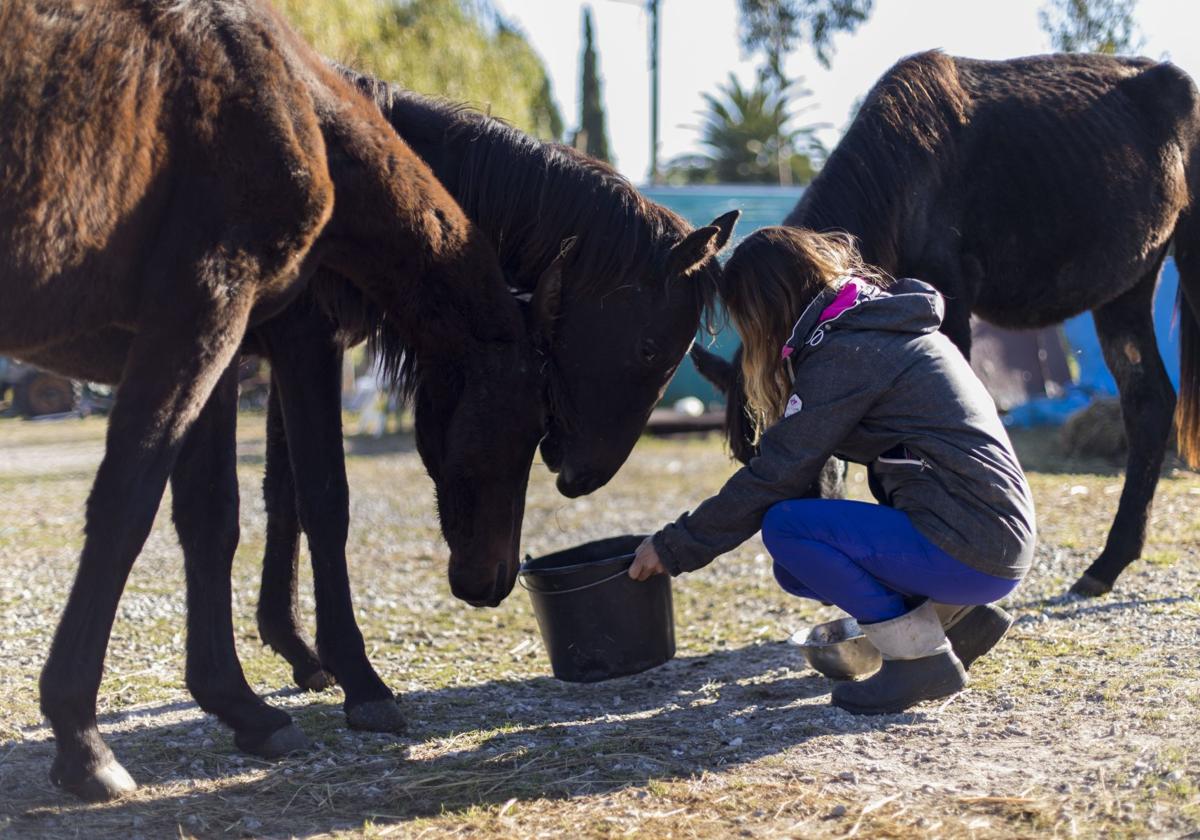 Veinte personas han sido condenadas por maltrato animal en Cantabria desde 2019