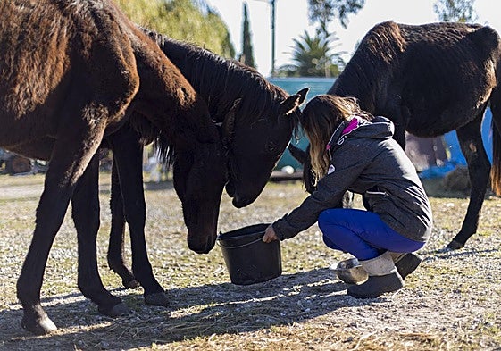 Imagen de unos caballos que el Seprona requisó en Quijano en 2021 por su lamentable estado de salud.