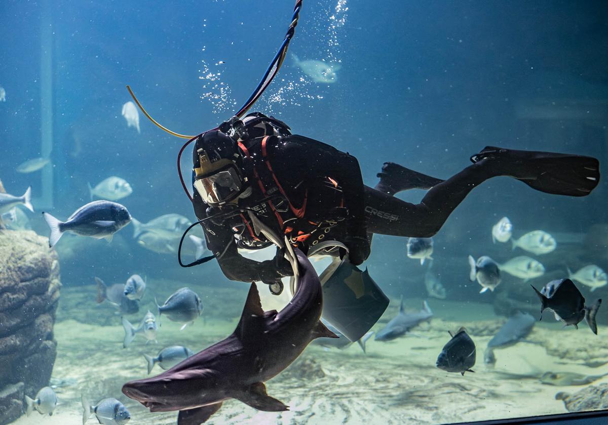 Un buzo alimenta a mano a los diferentes ejemplares de especies autóctonas del Mar Cantábrico que habitan en el gran tanque del Museo Marítimo.