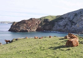 Varias vacas pastando en uno de los acantilados de Alfoz de Lloredo.