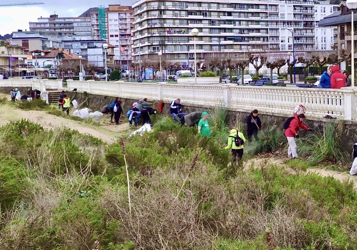 Los voluntarios en la actividad del sábado retirando plumeros del muro del paseo de Laredo.