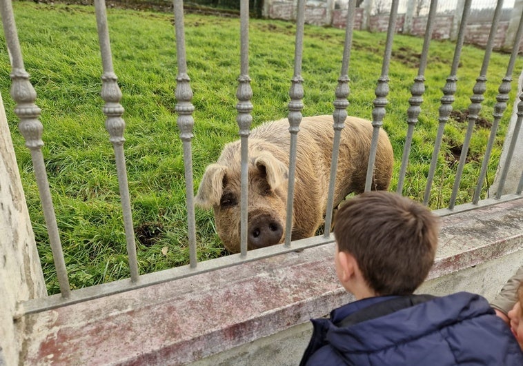 Un niño observa al animal, desde el otro lado de la verja, en Quijas.